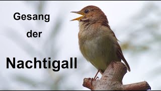 ASMR 1 Stunde Nachtigall Gesang Geräusch Singing Nightingale Sound Vogel der Nacht Nähe Dresden [upl. by Tima954]