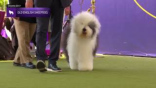 Old English Sheepdogs  Breed Judging 2024 [upl. by Mohun]