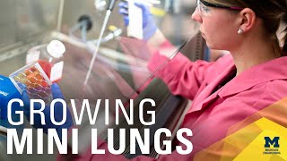 Growing lung organoids in biomaterial scaffold [upl. by Eno]