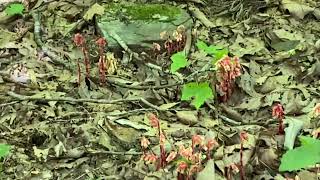 Monotropa hypopitys pinesap or Indian pipe [upl. by Caria]