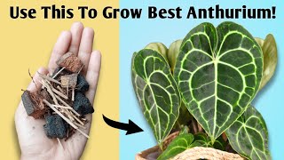 The BEST Potting Mix for Anthurium  Anthurium Plant Care Tips [upl. by Leiva]