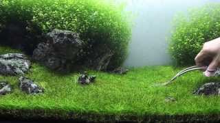 GreenampGrey Aquarium  Day 98  sp mini trimming [upl. by Hoehne]