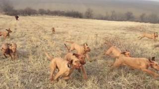 Have you seen so many Wirehaired Vizslas at once ruling the field [upl. by Annanhoj]