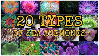 20 TYPES OF SEA ANEMONES [upl. by Hutson]