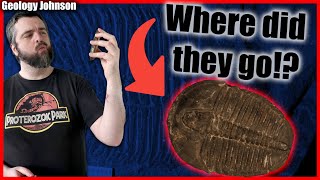 What are Trilobites A Geologist Explains [upl. by Uehttam]