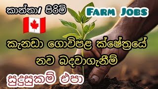 නොමිලේ අයදුම්පත් කැනඩා ගොවිපළ අංශයේ නව බදවාගැනීම් farm foreign job vacancies in canada free visa [upl. by Gnouhc]