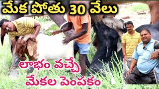 how to raise goats in telugu Boer goat farm తక్కువ సమయంలో ఎక్కువ బరువు పెరిగే మేకల జాతి [upl. by Serg695]