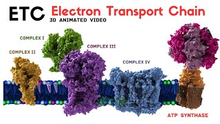 Electron transport chain ETC  Animated Video [upl. by Reedy741]