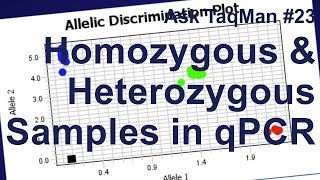 Homozygous vs Heterozygous Samples in qPCR  Ask TaqMan 23 [upl. by Lahcear]