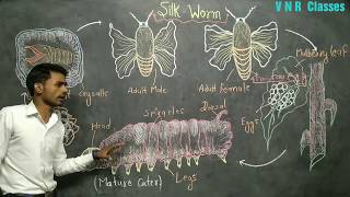 Silkworm  Sericulture  BSc3rd year  ZOOLOGY  by Prahalad Sir [upl. by Lleihsad]