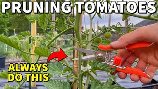 Prune ALL Of Your Tomato Plants Like This RIGHT NOW [upl. by Erlina]