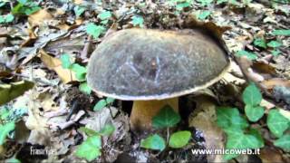 Boletus aereus [upl. by Yolande]