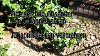 Johannisbeeren durch Absenker vermehren [upl. by Elleinnod]