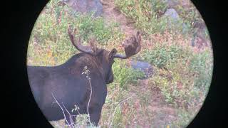 Phone Skope iPhone 11 Pro Example Digiscoping Footage  Martin Chagnovich  Bull Moose [upl. by Maer]