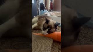 Happy snowshoe cat happy snowshoecat cutecat shorts catsofyoutube [upl. by Errehs]