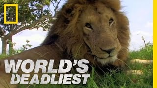 Lion vs Lion  Worlds Deadliest [upl. by Giverin]