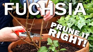 Pruning Hardy Fuchsias [upl. by Poyssick]