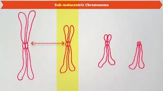 TYPES OF CHROMOSOMES BASED ON THE POSITION OF CENTROMERE [upl. by Scriven]