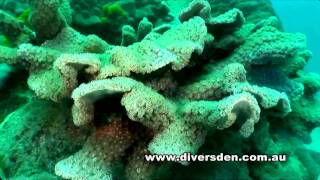 Diving the Great Barrier Reef  Liveaboard OceanQuest from Cairns [upl. by Imray]