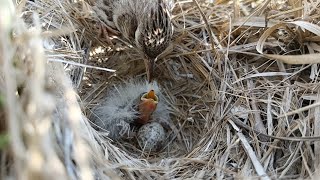 Skylark Bird Babys First Day Witness the Precious Moments [upl. by Asyal]