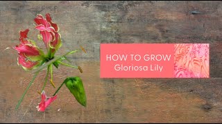 HOW TO GROW GLORIOSA LILY  GLORIOSA लिली को कैसे विकसित करें [upl. by Nolyaw]