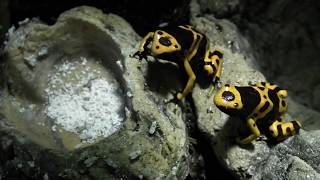 Drzewołazy Dendrobates leucomelas  karmienie [upl. by Tremann]