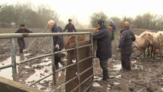 20 ponies rescued from a life of misery [upl. by Egerton]