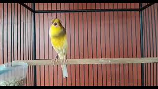 Best Canary Singing  Your canary will sing in 5 minutes [upl. by Ordnasil73]