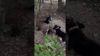 Dog games 😂😂😂😂😂dogloverschannel dogs dogowner nature petowner petowner [upl. by Gervais296]