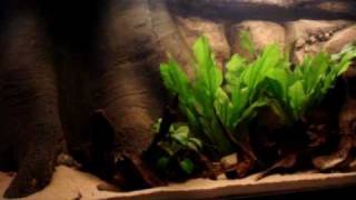 Wild Heckel Discus Biotope  720L [upl. by Oterol]