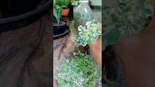 അരാലിയ ചെടി ഇതുപോലെ നട്ടാല്ലോ Aralia plant decoration ideas pleasesubscribemychannel [upl. by Annaeiluj]