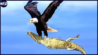 12 Craziest Eagle Attacks Ever Filmed [upl. by Rooker]