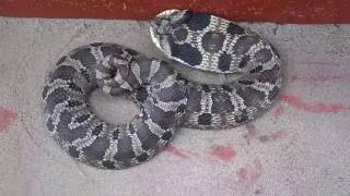 Eastern Hognose Snake huffing and puffing [upl. by Enimaj547]