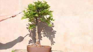 Tall and Elegant Oak Bonsai OD075  Quercus robur Bonsai for Sale [upl. by Pollerd]