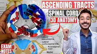 Spinal Cord  External Anatomy  3D Anatomy Tutorial [upl. by Loredo142]