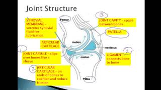 Bone Articulations [upl. by Armitage600]