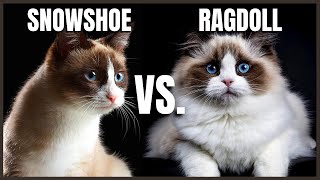 Snowshoe Cat VS Ragdoll Cat [upl. by Elaine]