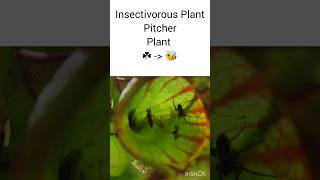 Insect eating plants science pitcherplants shortvideo indian best shorts [upl. by Fennie625]