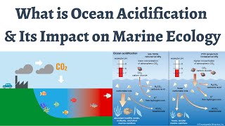 What is Ocean Acidification and How it effects Marine Biodiversity [upl. by Amalbena]