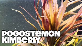 Pogostemon Kimberly  Planted Tank [upl. by Jelena]