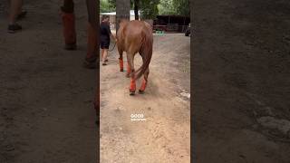 STRINGHALT SEVERE CASE UPDATE AFTER 2 PEMF SESSIONS equinebodywork pemf horsecare [upl. by Osithe633]