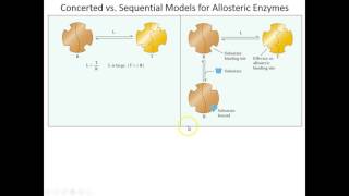 Lecture 6B  Concerted and Sequential Models for Allosterics [upl. by Donnamarie]