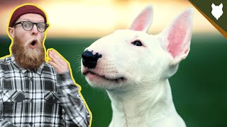 What To Do With A NEW BULL TERRIER PUPPY [upl. by Ahsiele577]