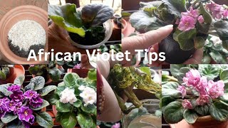 AFRICAN Violets Care In Winter  Best Soil Mix Fertilizer Light And Water Requirements [upl. by Pavel]