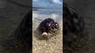 Tiger cowrie  shells of Seychelles [upl. by Ganny576]