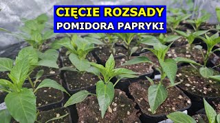 Cięcie Pomidora i Papryki  Czy ciąć Rozsadę Pomidorów Papryk Uprawa Papryki Pomidorów Przycinanie [upl. by Aiela]