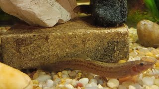 I recruit 2 Loach species to eradicate snail infestation UNBELIEVABLE RESULTS NOT CLICKBAIT [upl. by Aehcim838]