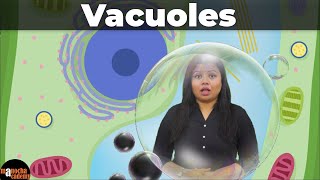 Vacuoles [upl. by Roer]