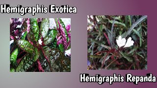 Hemigraphis Exotica amp Hemigraphis Repanda care and propagation Malayalam l Ride to my yard 🌿🌱 [upl. by Assenad905]