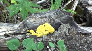 Yellow Plasmodium Slime Mold Fuligo septica on Log [upl. by Helm]